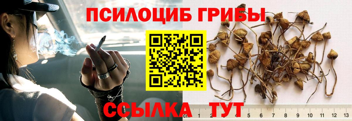 Псилоцибиновые грибы Cubensis  Галлюциногенные грибы Magic Shrooms  Шатура  Вход с VPN 